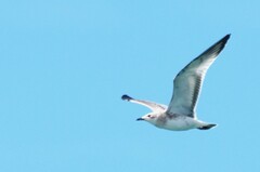 Ichthyaetus melanocephalus