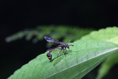 Eustenogaster nigra