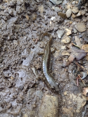 Desmognathus