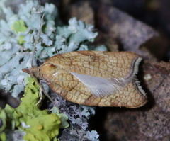 Acleris rhombana