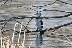 Phalacrocorax varius