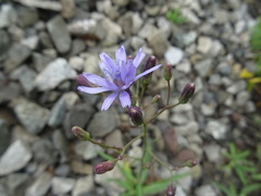 Lactuca sibirica