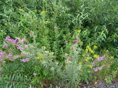 Carduus nutans leiophyllus