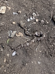 Agkistrodon laticinctus