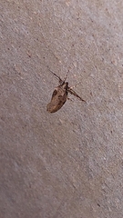 Atomotricha