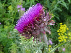 Carduus nutans leiophyllus