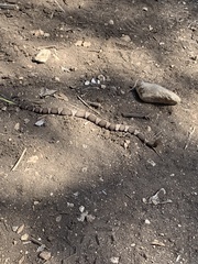 Agkistrodon laticinctus