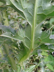 Carduus nutans leiophyllus