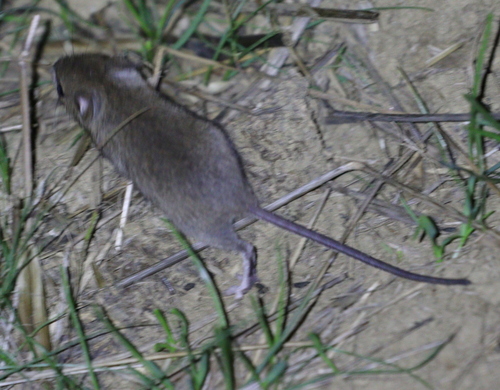 Mound-building Mouse