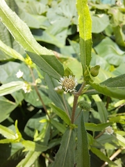 Eclipta prostrata
