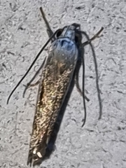 Culladia cuneiferellus