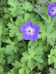 Geranium pratense