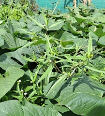 Eclipta prostrata