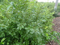 Salix bebbiana