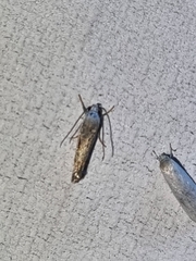 Culladia cuneiferellus