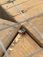 Calligrapha confluens