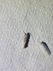 Culladia cuneiferellus