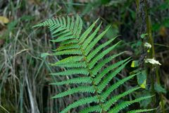 Dryopteris affinis