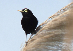 Hymenops perspicillatus