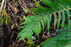 Dryopteris affinis