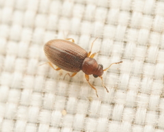Corticariinae
