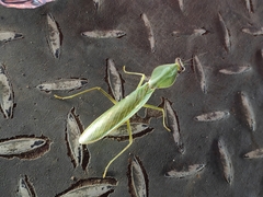 Rhombodera
