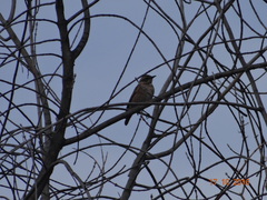 Turdus naumanni