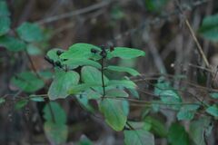 Hypericum androsaemum