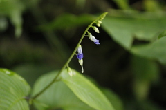Rhynchoglossum obliquum