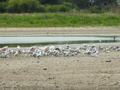 Chroicocephalus cirrocephalus