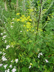 Pastinaca sativa sylvestris