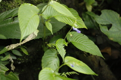 Rhynchoglossum obliquum