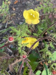 Aureolaria pectinata