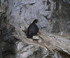 Falco peregrinus macropus