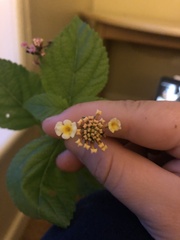 Lantana × strigocamara