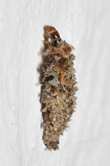 Tineinae
