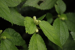 Boehmeria pilosiuscula