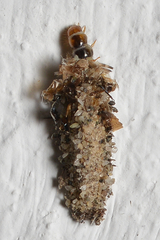 Tineinae