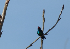 Chlorostilbon lucidus