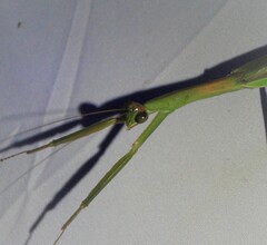 Tenodera sinensis