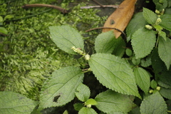 Boehmeria pilosiuscula