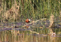 Actophilornis africanus