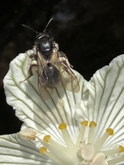 Andrena parnassiae