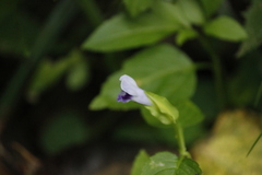 Torenia