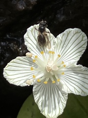 Andrena parnassiae