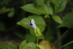 Torenia