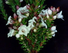 Epacris muelleri