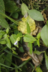 Torenia
