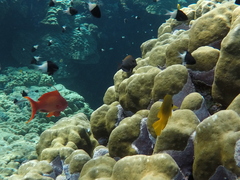 Pseudanthias squamipinnis