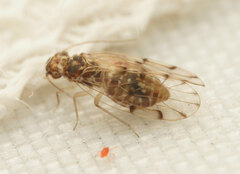 Psocidae